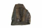 Triceratops Shed Tooth - Montana #93158-1